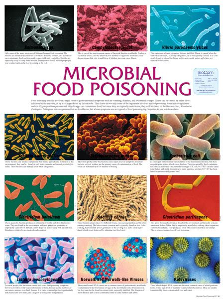 Wall Chart Microbial Food Poisoning
