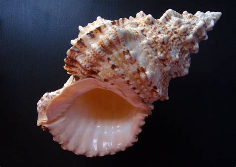 Wholesale Sea Shells Natural Seashells Vietnam Buy Abalone Shell
