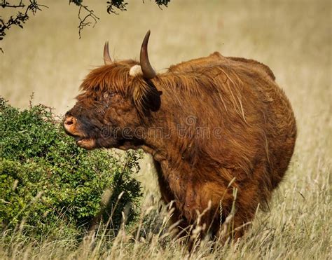 Scottish Highland Cattle Stock Photo Image Of Cattle