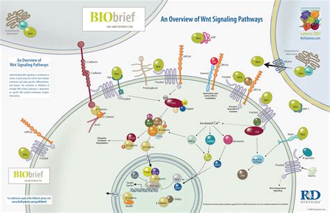 An Overview Of Wnt Signaling Pathways Randd Systems