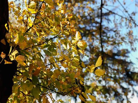 Dried Leaves On A Tree On The Background Of The Park Autumn In The