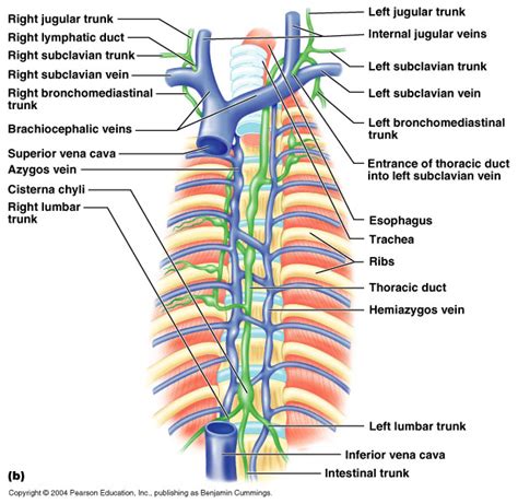 The Lymphatic System Anatomy And Physiology