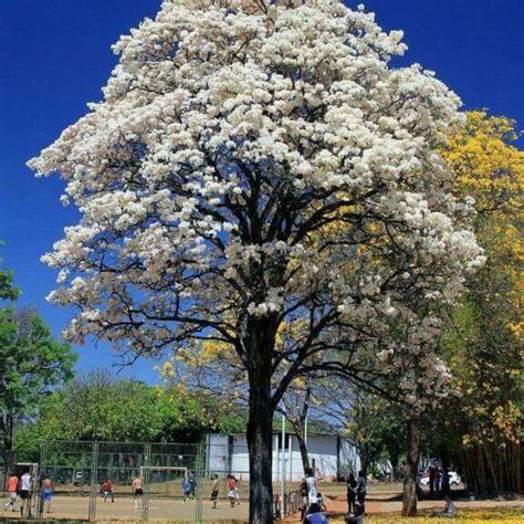 Lukisan bunga mawar hitam putih. Gambar Pohon Bunga Sakura Hitam Putih - Gambar Ngetrend dan VIRAL