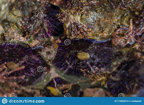 Sea Urchins Pacific Ocean Tide Pool At Fitzgerald Marine