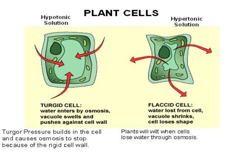 We did not find results for: Diffusion & Osmosis ~ Dhiraj's Blog