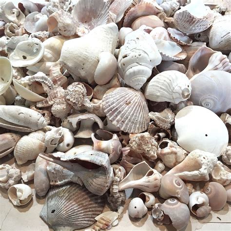 Seashells With Holes Bulk Seashells Craft Shells 1 4 Etsy