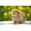 Bunnies  Bunny Rabbits Wallpaper 16437969 Fanpop