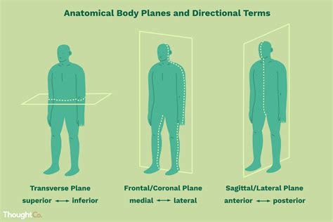 Directional Terms Anatomy Diagram