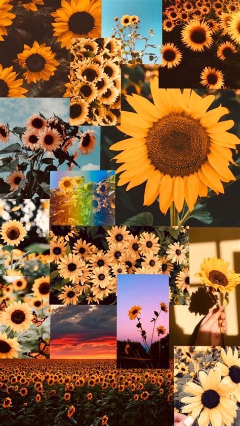 Sunflowers Aesthetics 🌻 Flower Iphone Wallpaper Sunflower Wallpaper