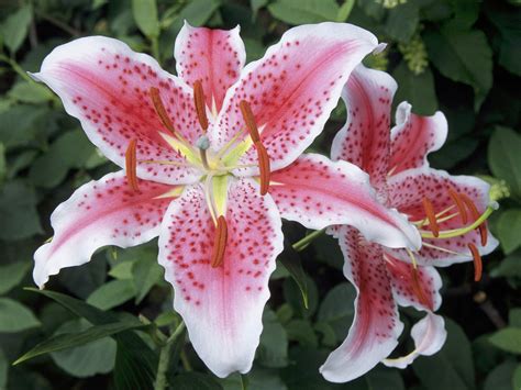 Lilly Flower Types Hd Wallpaper 1600x1200 Free Download Images Pixhome