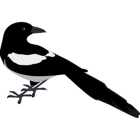 Magpie Looking Back Png Svg Clip Art For Web Download Clip Art Png