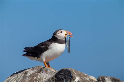 The Scottish Seabird Centre In North Berwick Seeing Puffins And More Finding The Universe