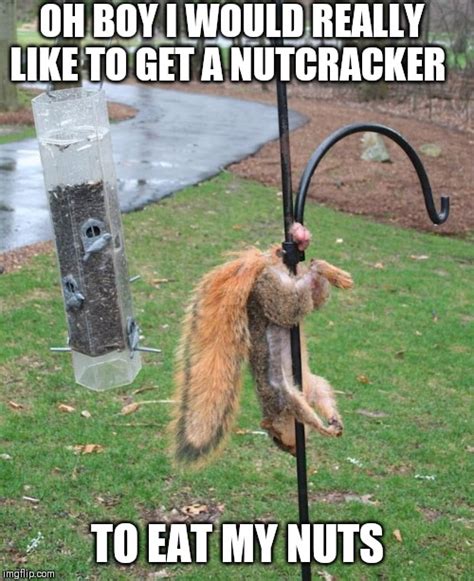 Squirrel Nuts Imgflip