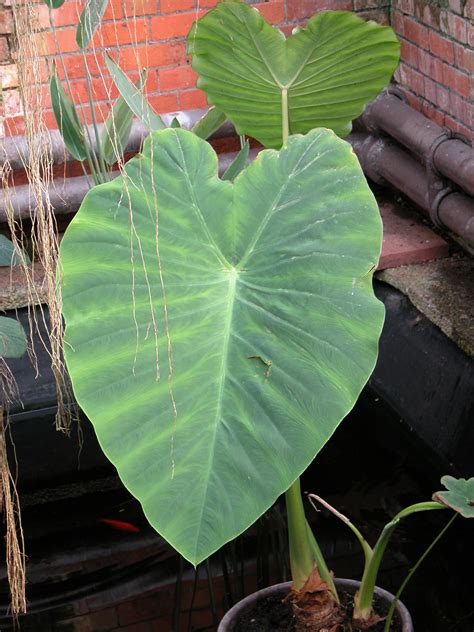 Imageafter Photos Big Leaf Tropical Plant In Water Green