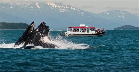 Juneau Alaska Alaskas Whales And Rainforest Trails Excursion