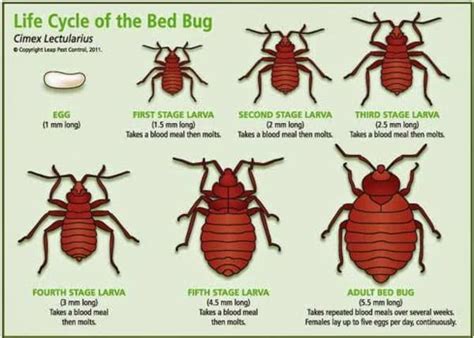 Bed Bugs And Their Stages In The Life Cycle