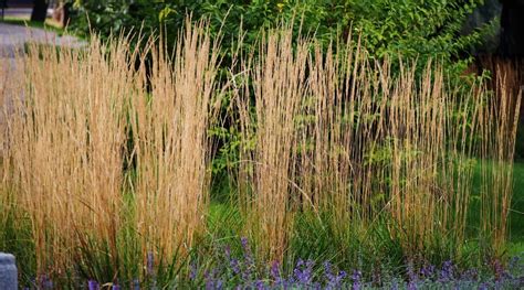 How To Plant Grow And Care For Karl Foerster Grass