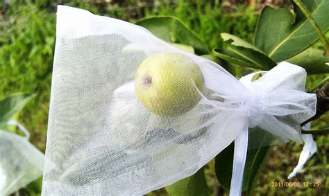 Protecting peach trees from birds. Forum: Fruit Fly Exclusion Bags