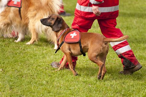 Insatisfecho Software Movimiento Entrenamiento Canino Cruz Roja