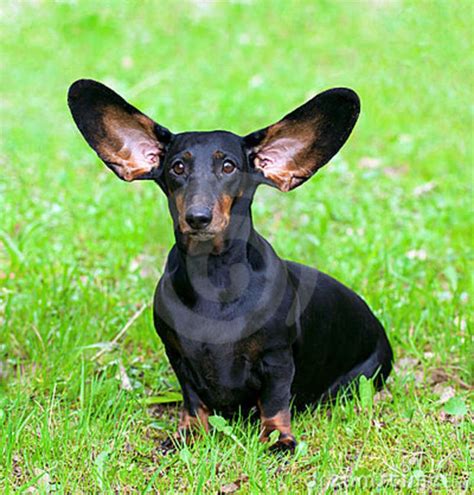 Look At Those Ears Giant Dog Breeds Funny Dachshund Dachshund Love