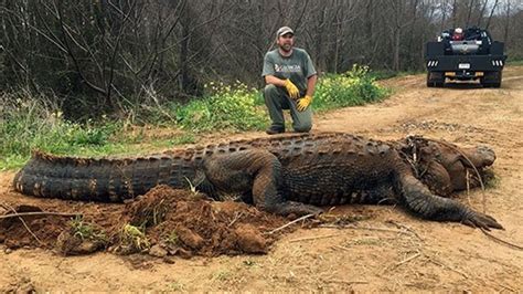Verify Was A Massive Alligator Discovered Near Georgias Lake