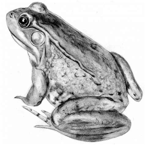 Frog Pencil Drawings