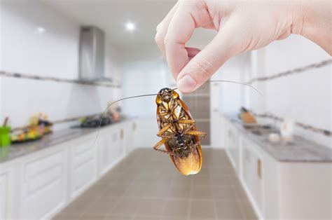 How Long Does It Take For A Cockroach To Reproduce
