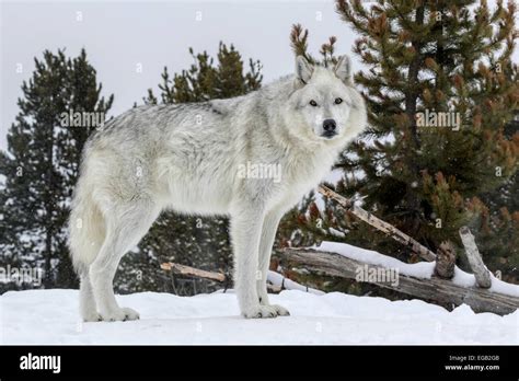 Gray Wolf Stock Photo Alamy