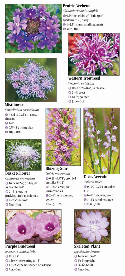 Wildflowers Of North Texas Quick Reference Publishing