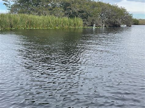 Everglades Safari Park Miami Atualizado 2023 O Que Saber Antes De