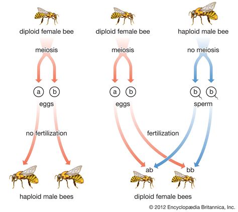 Hymenoptera Life Cycle