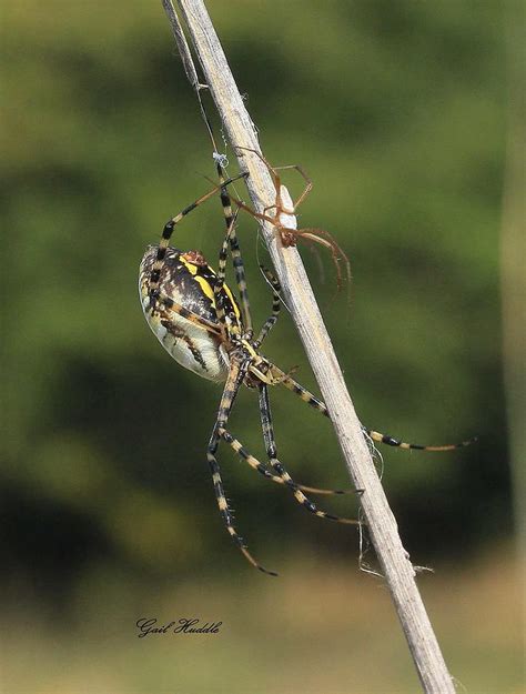Banded Argiope Spider 0 Photograph By Gail Huddle