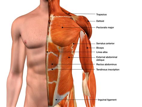 Muscles Of The Chest And Abdomen Labeled Muscles Of Pectoral Region