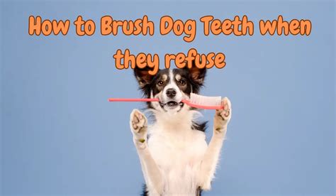 How To Brush Dog Teeth When They Refuse My Pets Guide