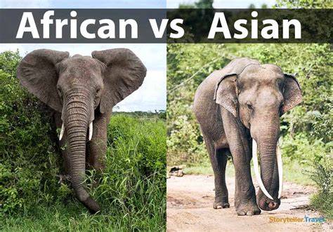African Vs Asian Elephants Key Differences Compared Storyteller Travel