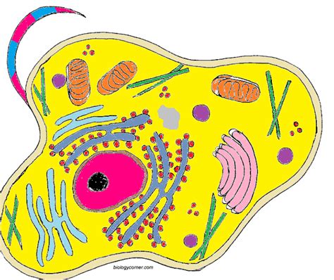 Cell membrane (light brown) nucleolus (black) mitochondria (orange) cytoplasm (light yellow) golgi apparatus (pink) lysosome (purple) 3. Awesome Biologycornercom Animal Cell Coloring | JColor