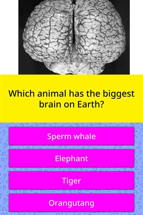 Which Animal Has The Biggest Brain Trivia Questions Quizzclub