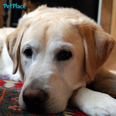 Why Does My Dog Lick The Carpet Labrador Retriever