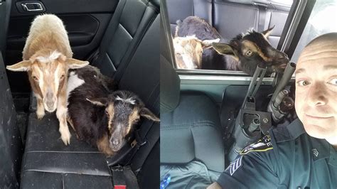 police ‘arrest goats on the lam wpxi