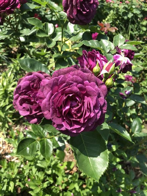 Beautiful Dark Purple Rose Gardening