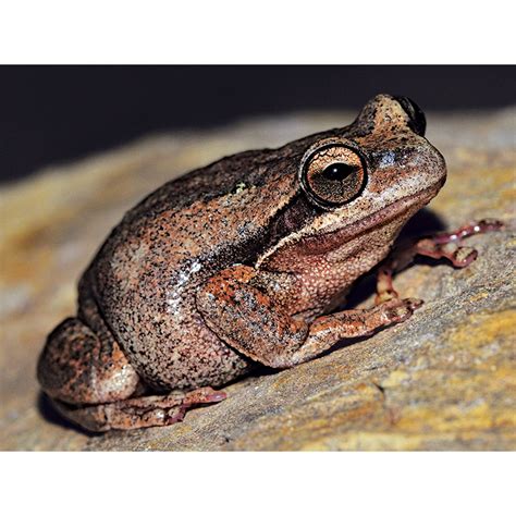 Brown Tree Frog Wildlife Of Greater Adelaide