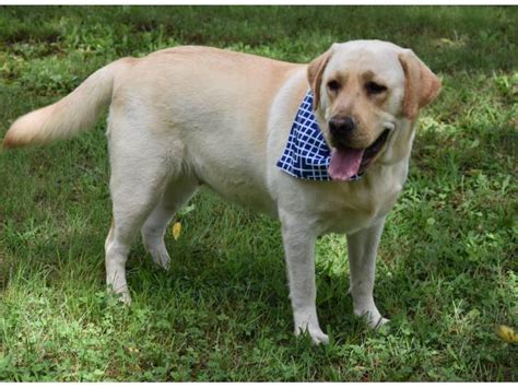 I have caf & cup permits to breed. AKC English Yellow Lab Puppies for sale in Charlotte ...