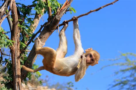 This Is Why Monkeys Dont Really Make Good Pets Animal Sake