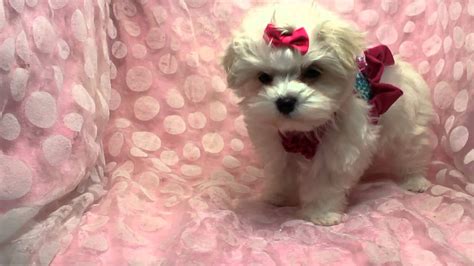 Snow White Purebred Teacup Maltese Puppies By Youtube