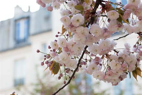 10 Places To See The Cherry Blossoms Bloom In Paris — Every Day Parisian