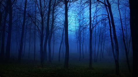 Forest Nature Tree Landscape Night Fog Mist Dark Spooky