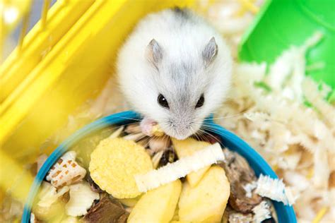10 Best Hamster Food In Singapore Best Of Pets 2023
