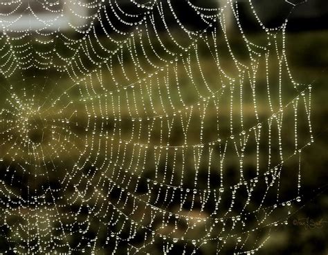 Dew Drop Spider Web Photograph By Fran J Scott Fine Art America
