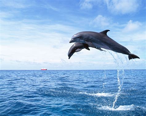 Dolphin Wallpapers Fun Animals Wiki Videos Pictures Stories