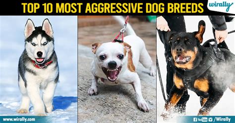 Top 10 Most Aggressive Dog Breeds Wirally